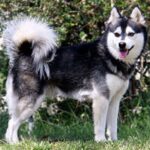 Alaskan Klee Kai