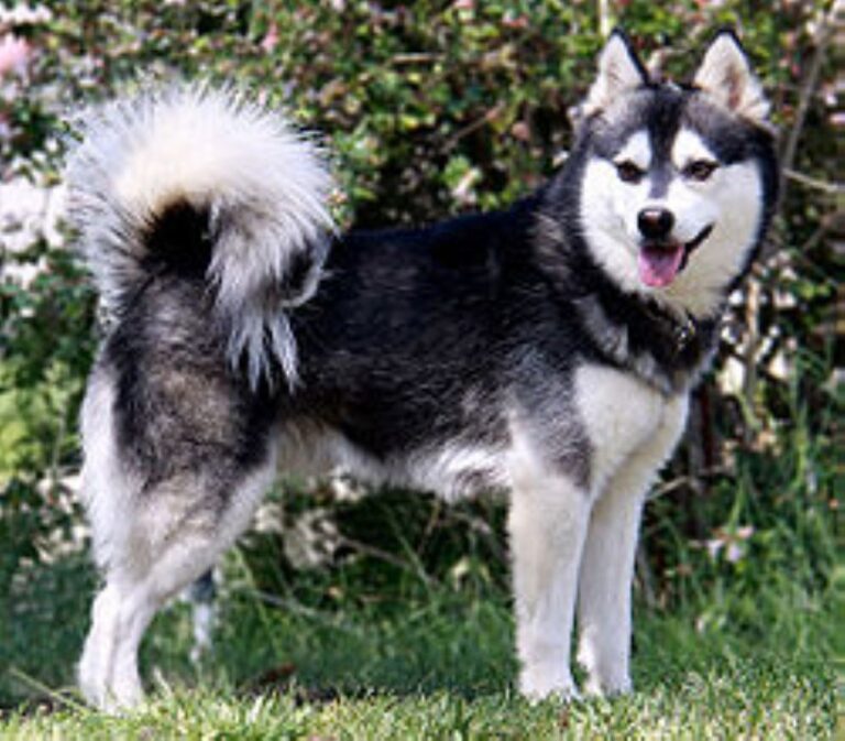 Alaskan Klee Kai
