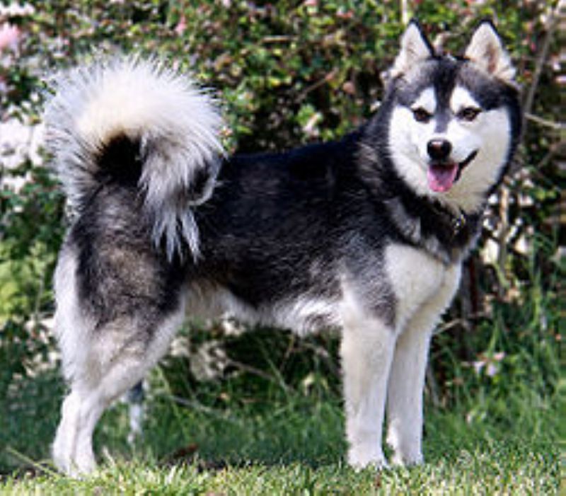 Alaskan Klee Kai