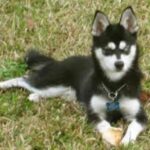 Alaskan Klee Kai