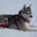 Alaskan Klee Kai