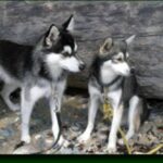 Alaskan Klee Kai
