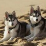 Alaskan Klee Kai