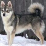 Alaskan Klee Kai