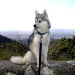 Alaskan Klee Kai