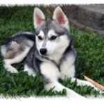 Alaskan Klee Kai