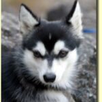 Alaskan Klee Kai