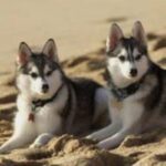 Alaskan Klee Kai