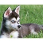 Alaskan Klee Kai