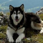 Alaskan Malamute