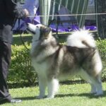 Alaskan Malamute