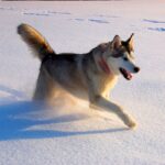 Alaskan Malamute
