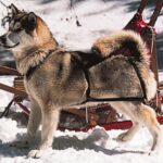 Alaskan Malamute