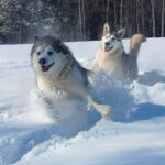 Alaskan Malamute