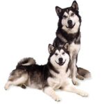 Alaskan Malamute