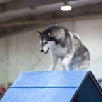 Alaskan Malamute