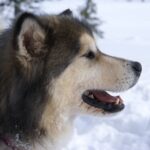 Alaskan Malamute