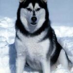 Alaskan Malamute