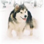 Alaskan Malamute