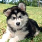 Alaskan Malamute