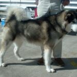 Alaskan Malamute