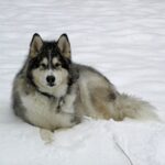 Alaskan Malamute