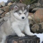 Alaskan Malamute