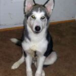 Alaskan Malamute