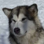 Alaskan Malamute