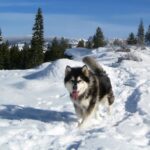 Alaskan Malamute