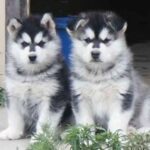 Alaskan Malamute