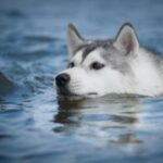 Alaskan Malamute