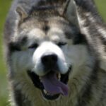 Alaskan Malamute