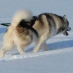 Alaskan Malamute