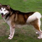 Alaskan Malamute
