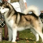 Alaskan Malamute