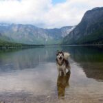 Alaskan Malamute