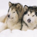 Alaskan Malamute