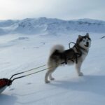 Alaskan Malamute