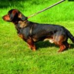 Alpinsk Dachsbracke