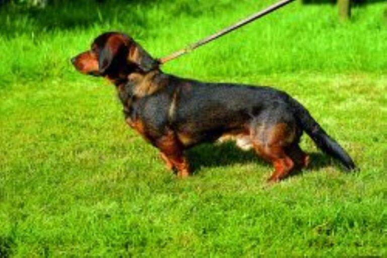 Alpinsk Dachsbracke
