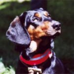 Alpinsk Dachsbracke