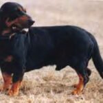 Alpinsk Dachsbracke