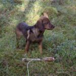 Alpinsk Dachsbracke