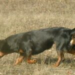 Alpinsk Dachsbracke