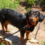 Alpinsk Dachsbracke