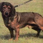 Alpinsk Dachsbracke