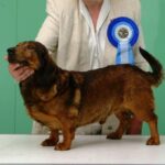 Alpinsk Dachsbracke
