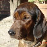 Alpinsk Dachsbracke