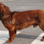 Alpinsk Dachsbracke